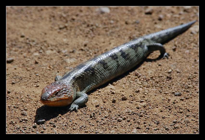 Blotched Blue-Tongue Lizard, Tiliqua nigrolutea