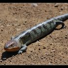 Blotched Blue-Tongue Lizard, Tiliqua nigrolutea