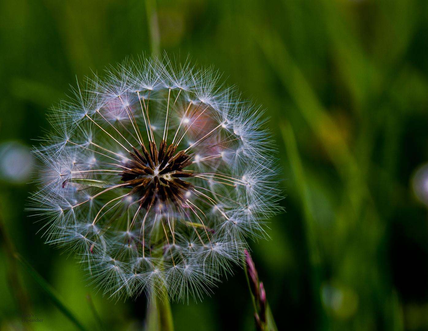 blow flower in detail,