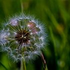 blow flower in detail,