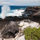 [ Blow Holes & the Pacific Ocean ]