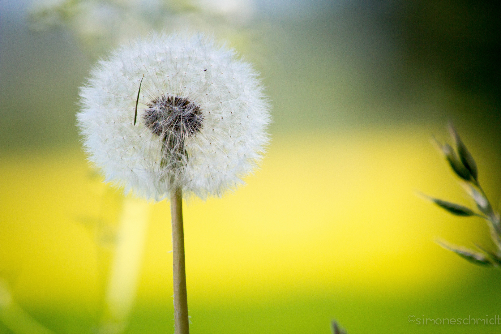 Blowball.