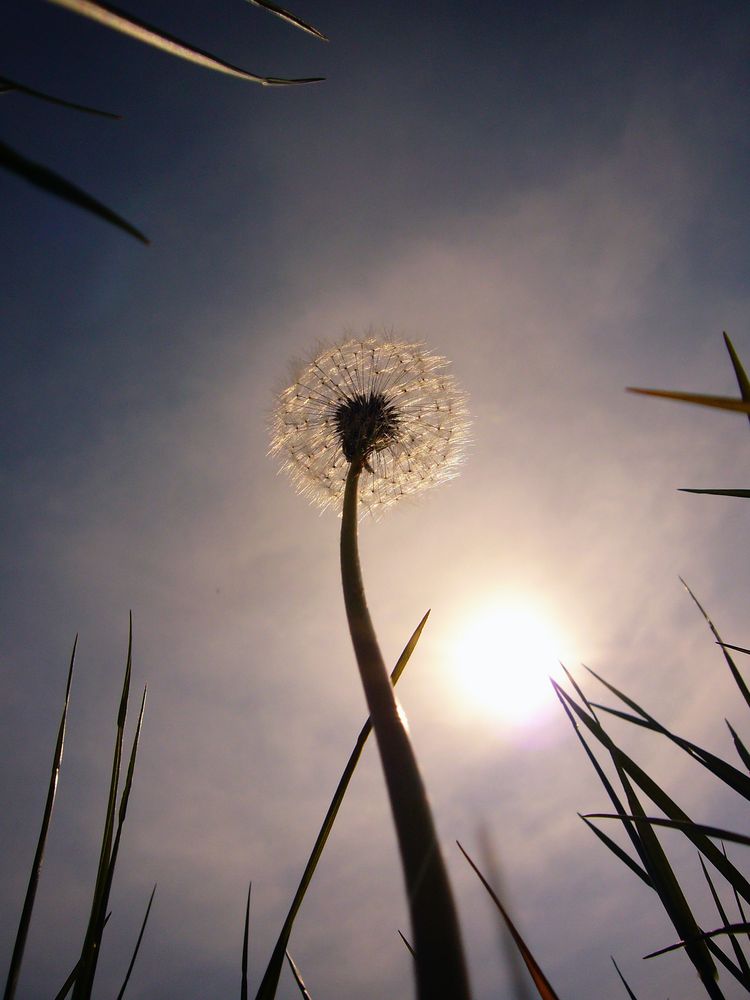 blowball von Thomas Golka