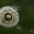 blowball