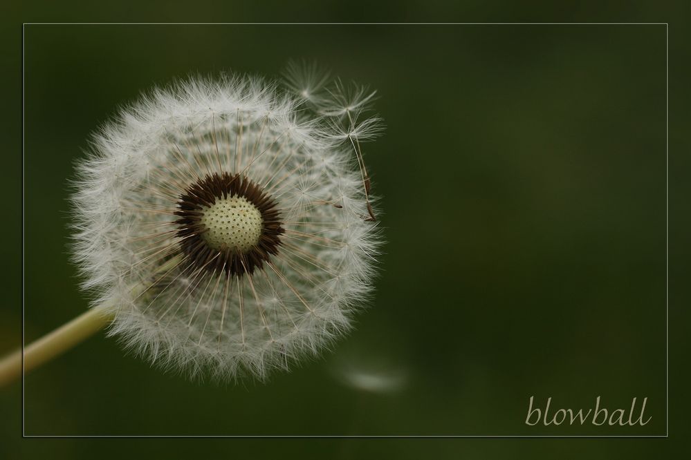 blowball