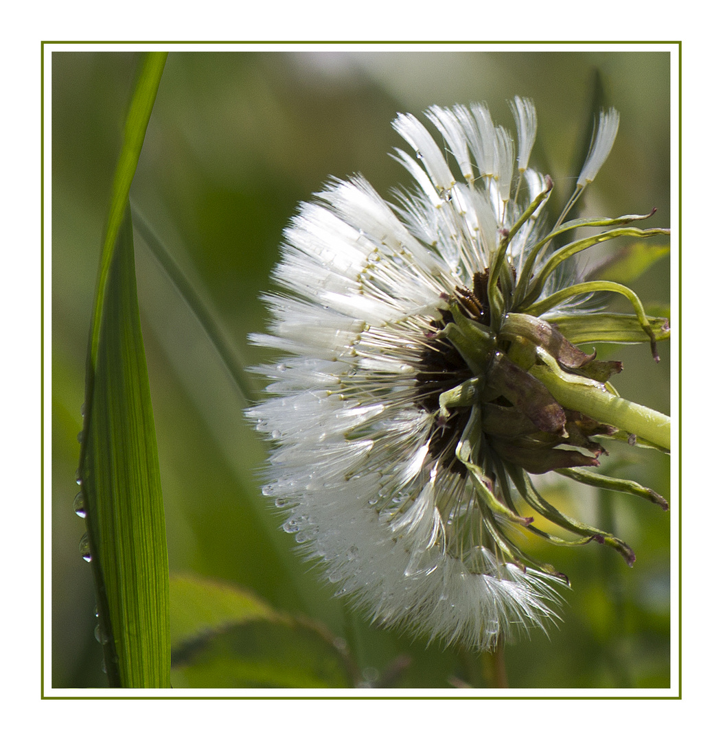 Blowball