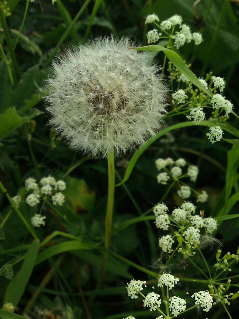 Blowball