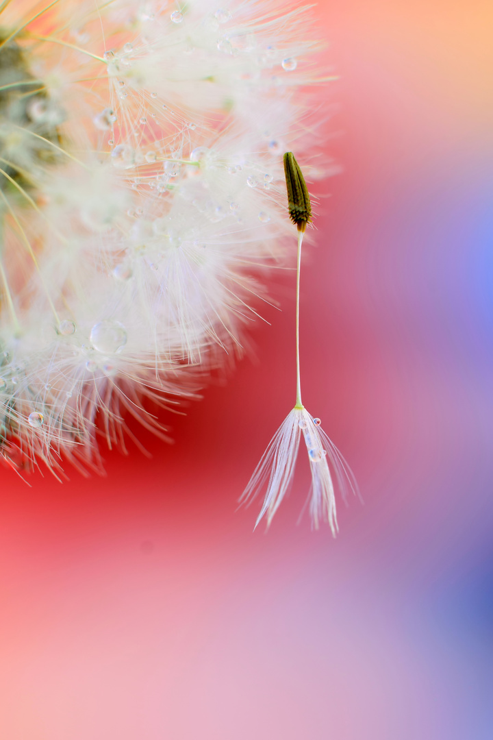 Blowball and drops...