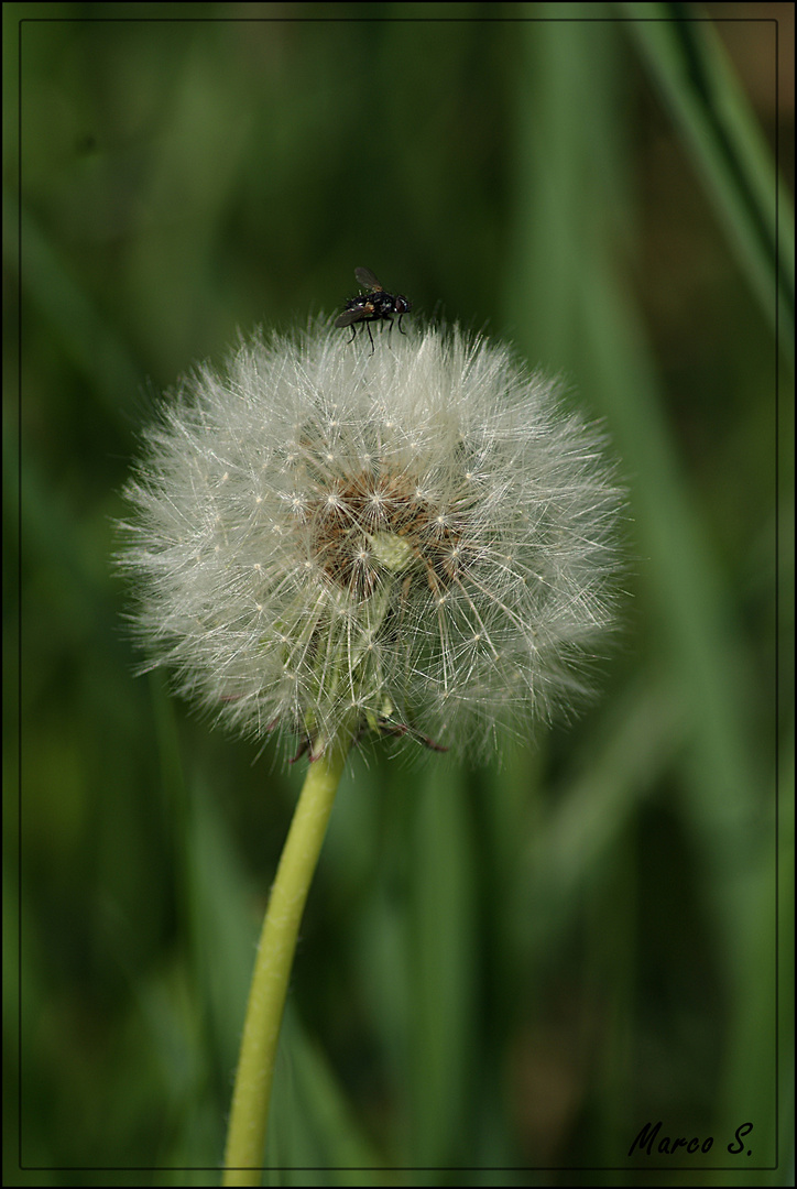 blowball