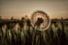 Blowball Dark