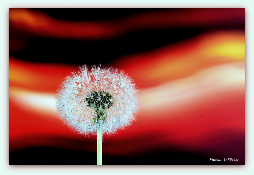 Blowball in the wind...