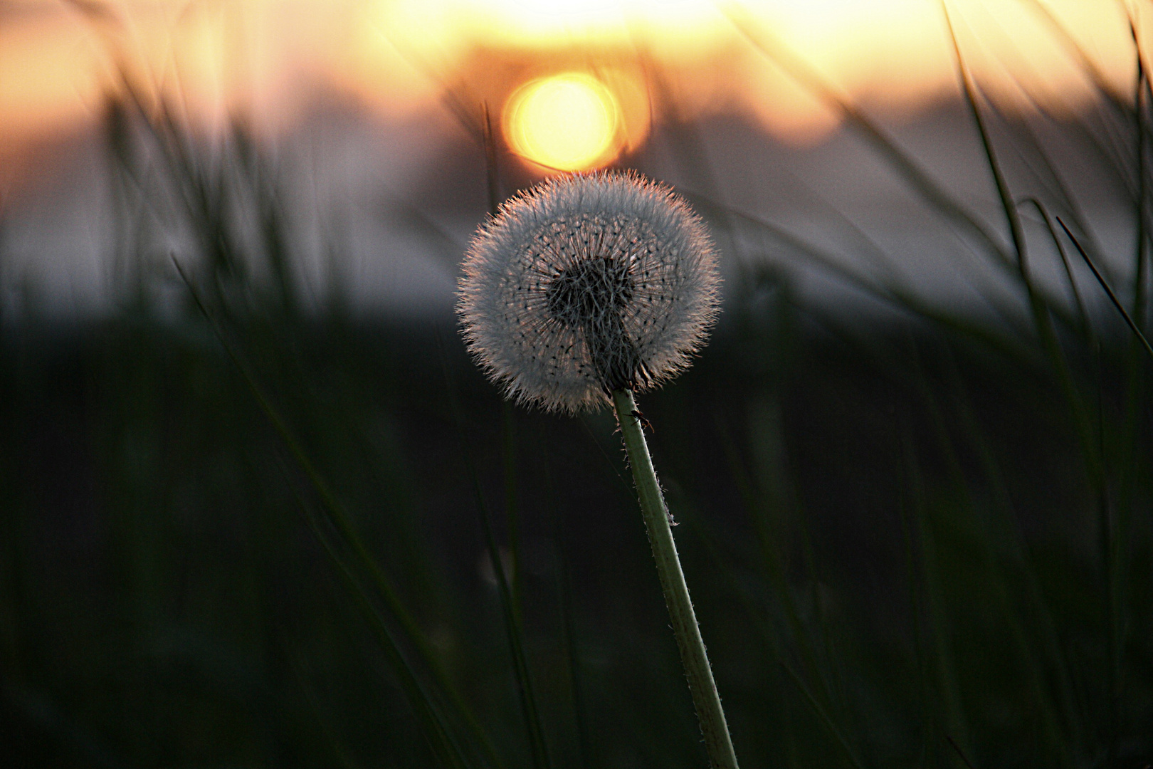 Blowball Kiss Sunset