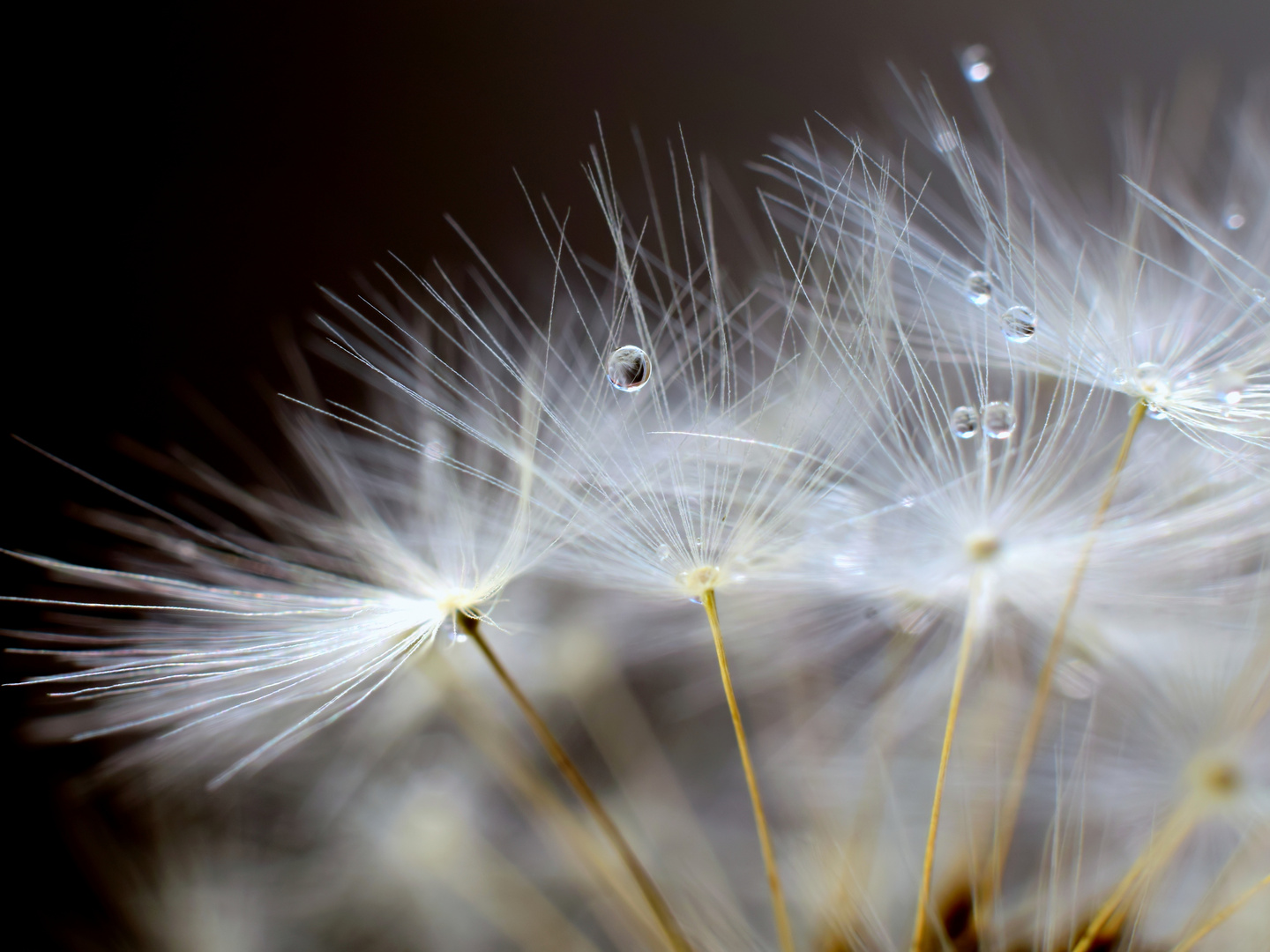 Blowball with waterdrops