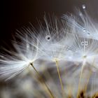 Blowball with waterdrops