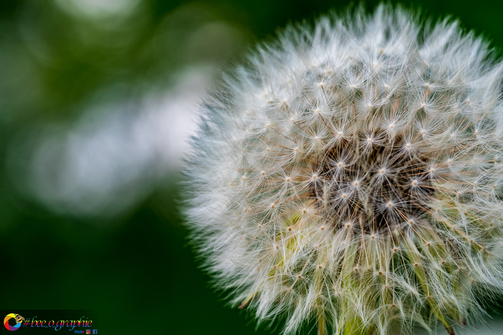 blower_flower