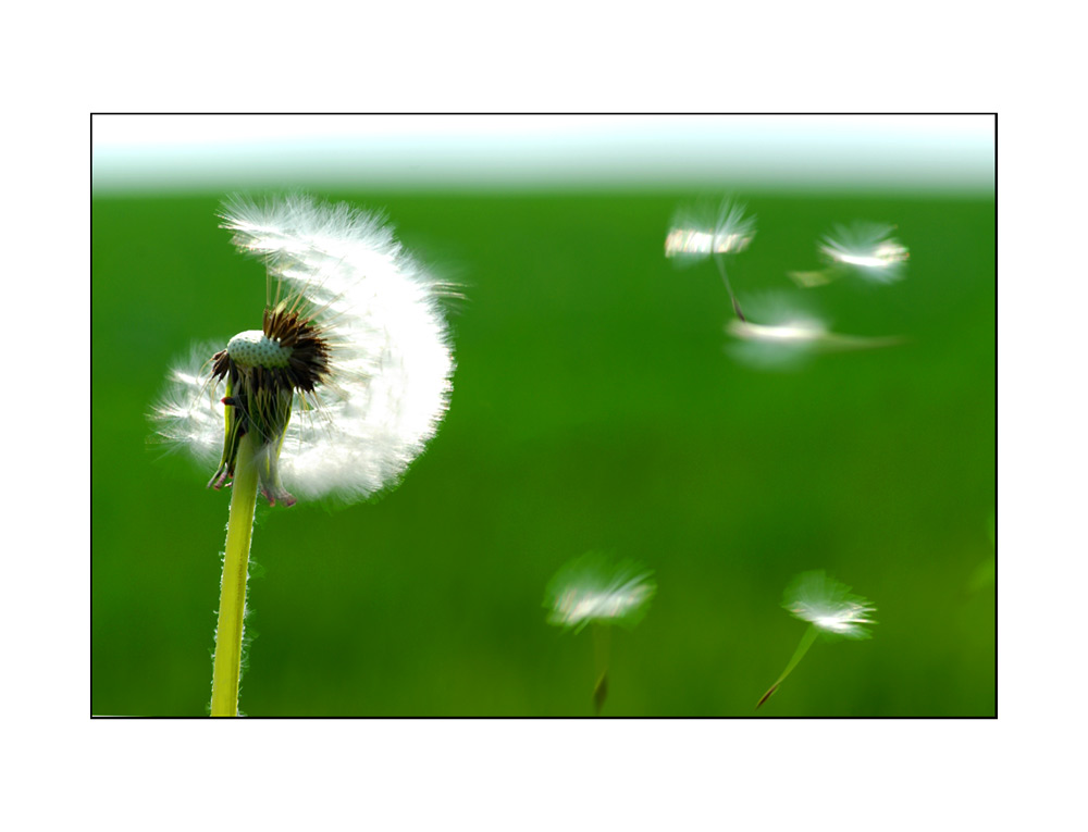 Blowin' In The Wind