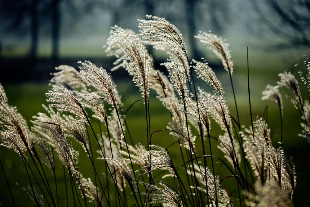 Blowin' In The Wind von Nikongraf 