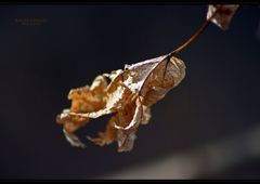 "Blowin in the Wind"