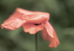 blowin´ in the wind