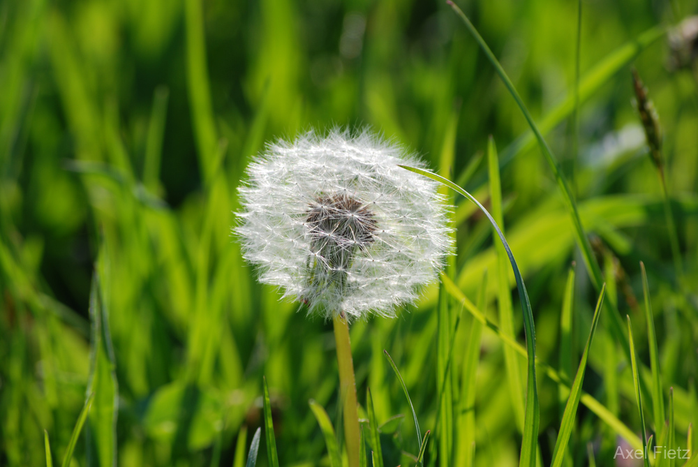 Blowin' in the Wind