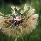 Blowin' in the wind