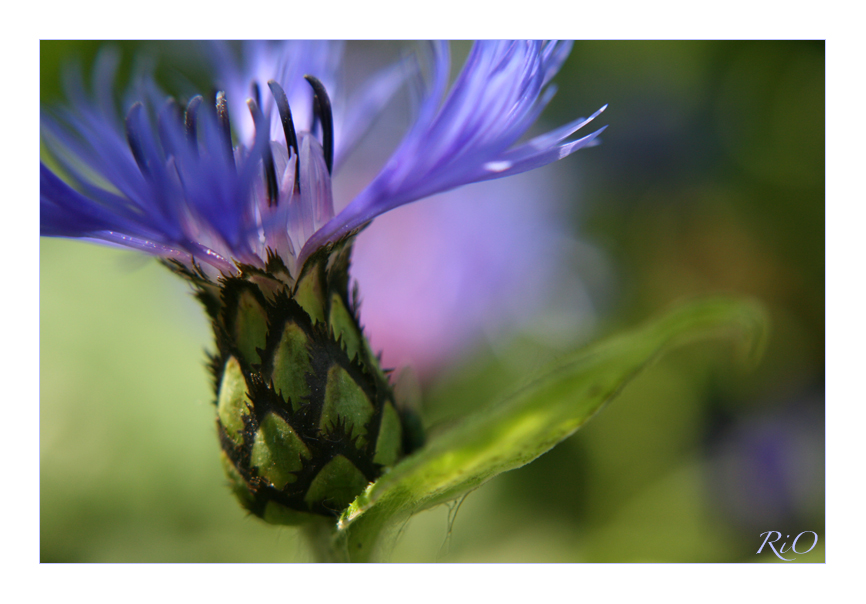 Blowin' in the wind …