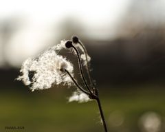 Blowin in the Wind