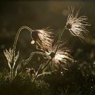 Blowing in the wind