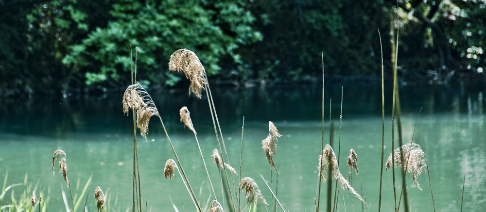 blowing in the wind