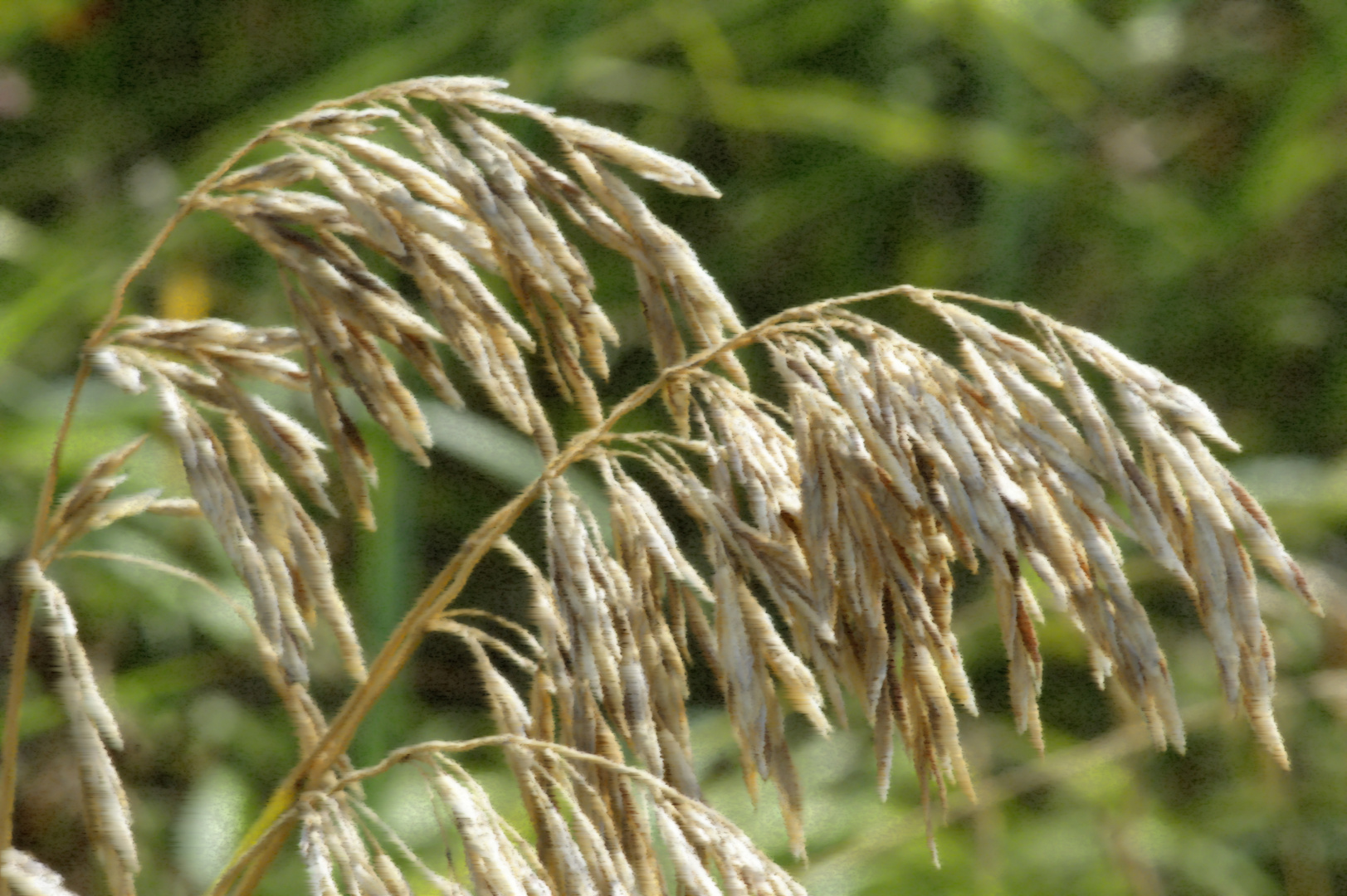 Blowing In The Wind