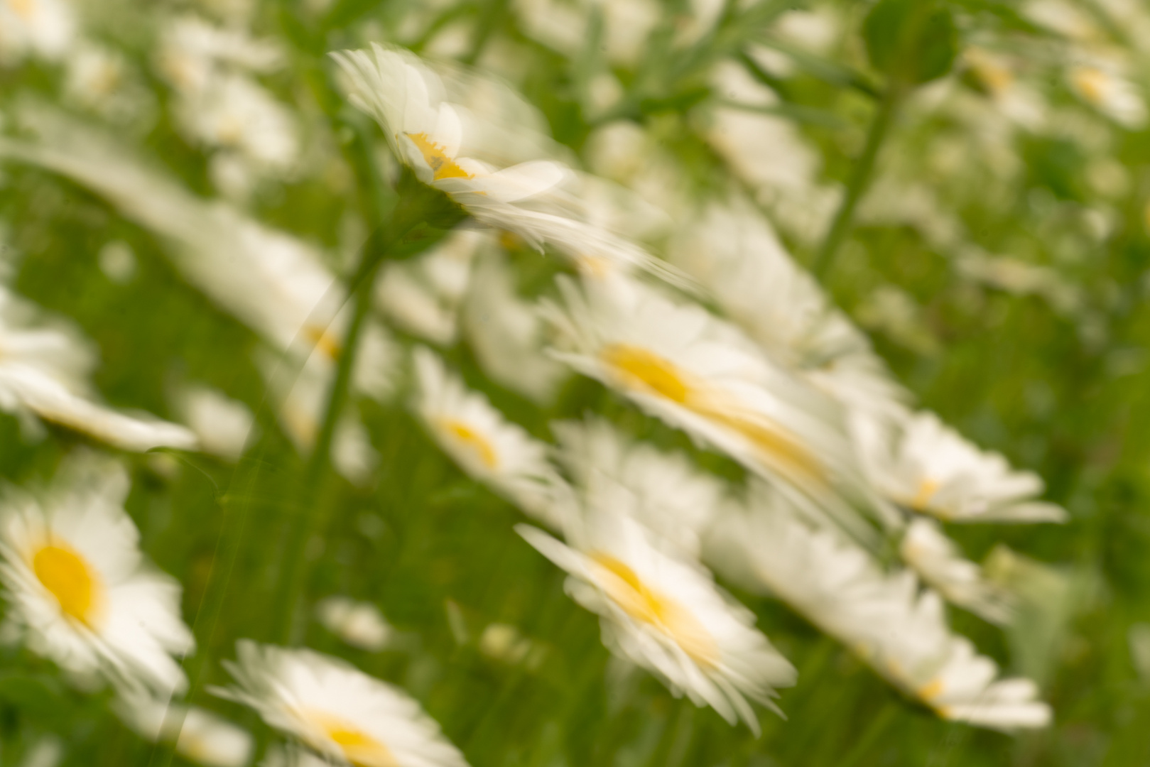 blowing in the wind