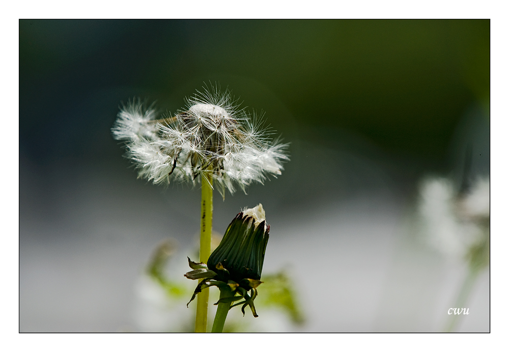 Blowing in the wind