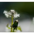 Blowing in the wind