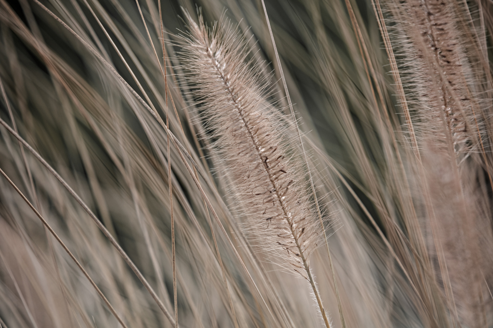 blowing in the wind