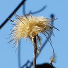 Blowing in the Wind