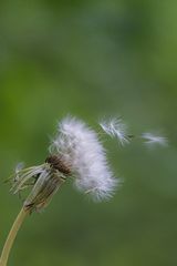 Blowing in the wind