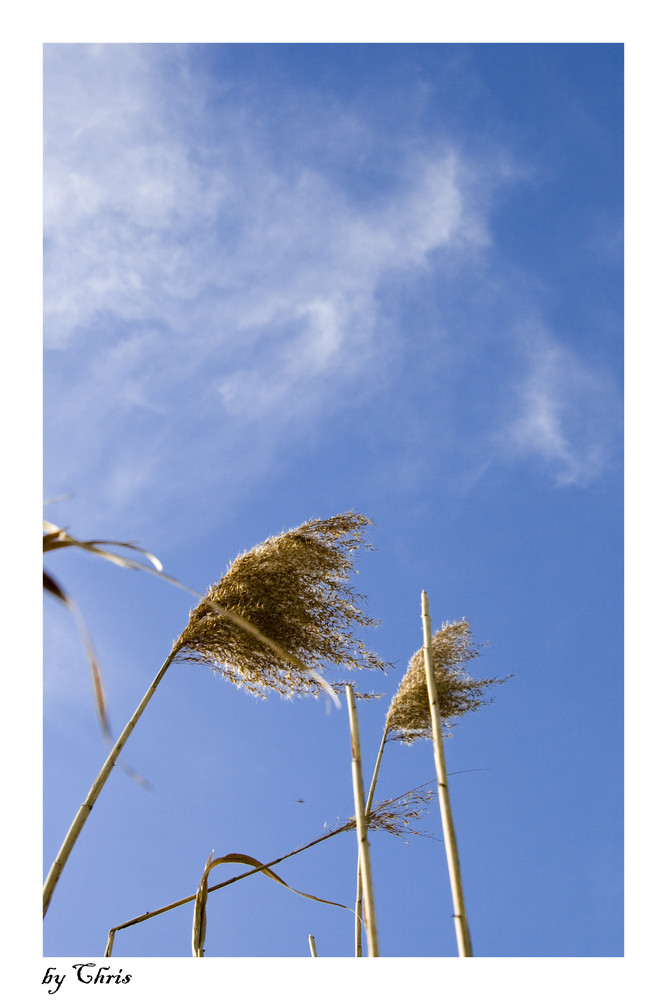 Blowing in the Wind