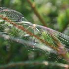 blowing in the wind