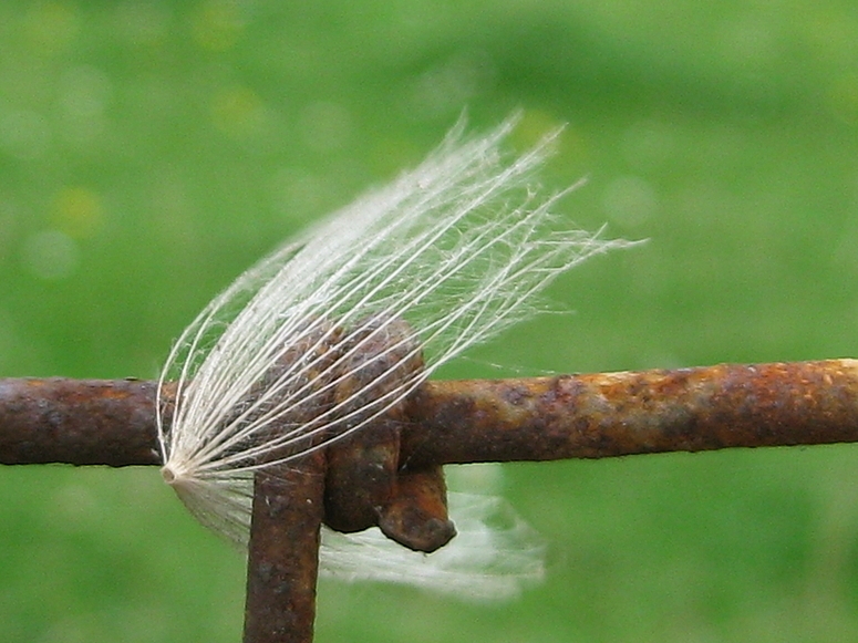 blowing in the wind