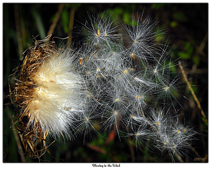 Blowing in the Wind