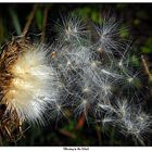 Blowing in the Wind