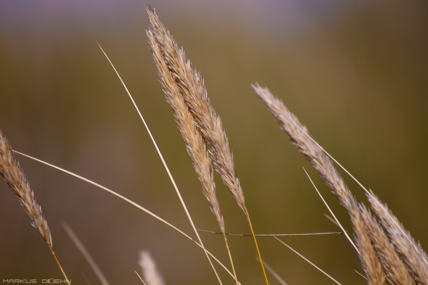 blowing with the wind