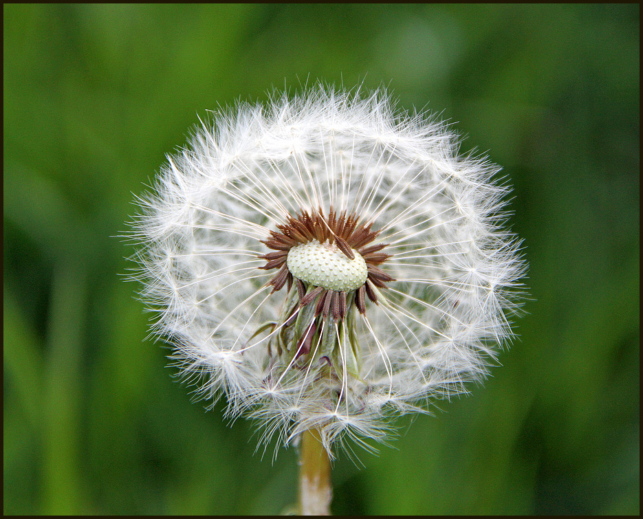 Blown by the wind ...