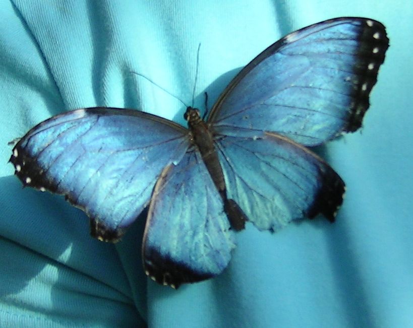 **** blu farfalla **** blauer Schmetterling