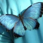 **** blu farfalla **** blauer Schmetterling