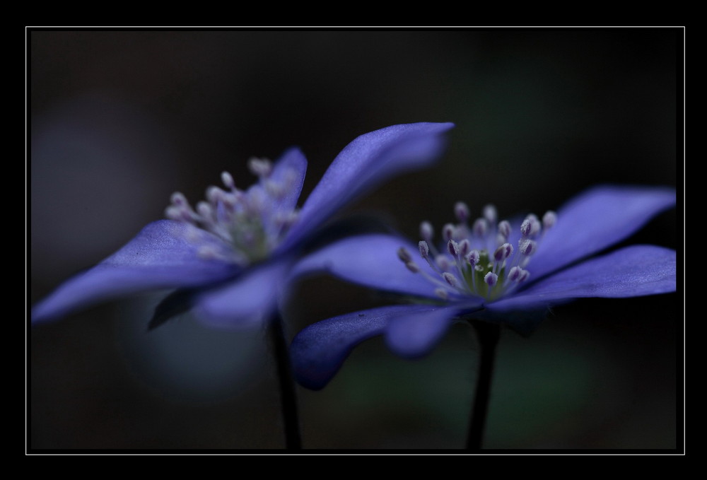 blu flowers