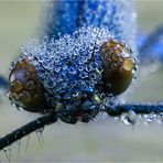 Blubb......