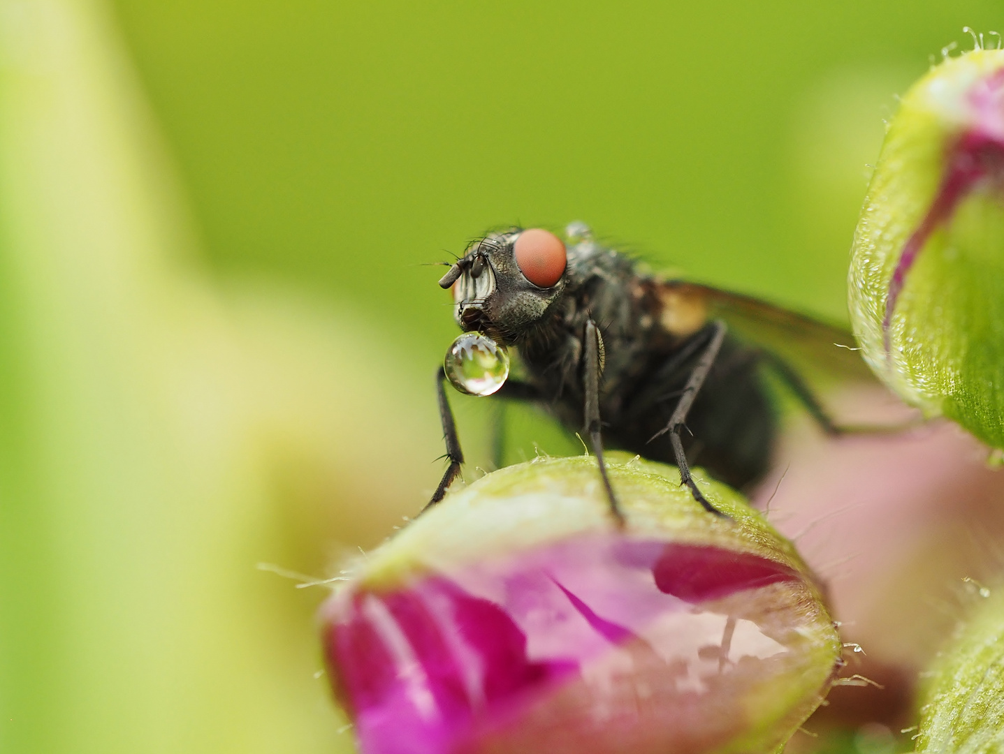 "Blubber"..... Foto & Bild tiere, wildlife, insekten Bilder auf