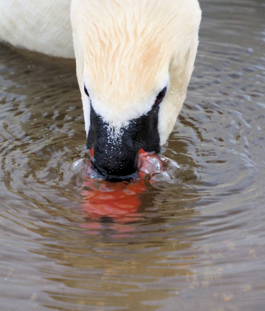 Blubber Blubber 