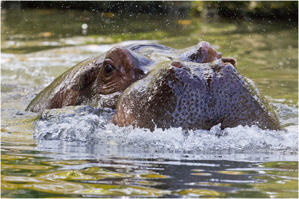 blubber blubber Bläschen....